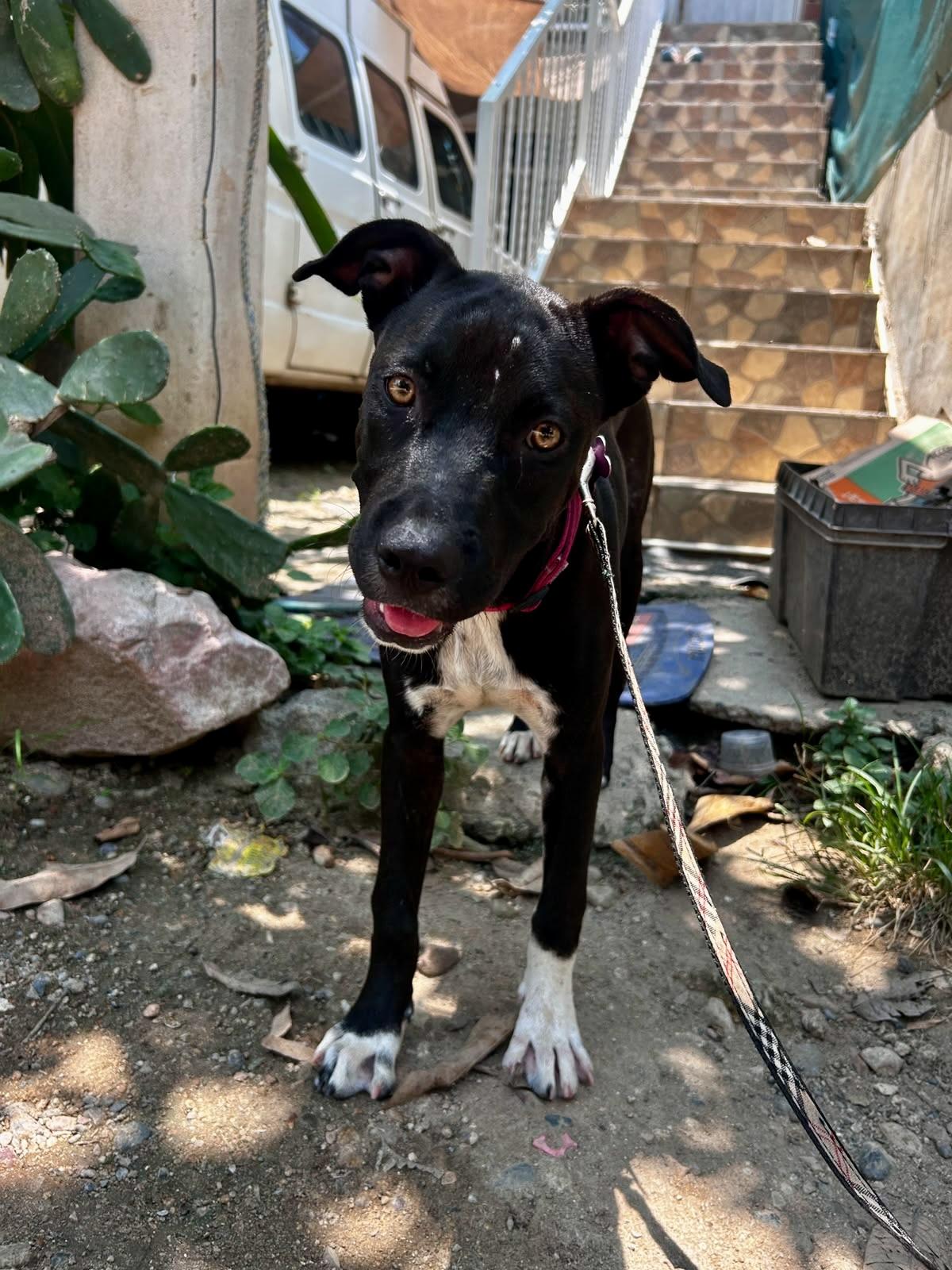 Misa, a Adoptable mixed breed in San Diego, CA image 1/4