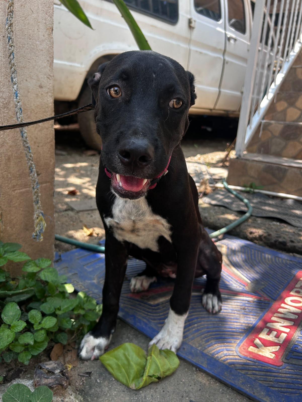 Misa, a Adoptable mixed breed in San Diego, CA image 2/4