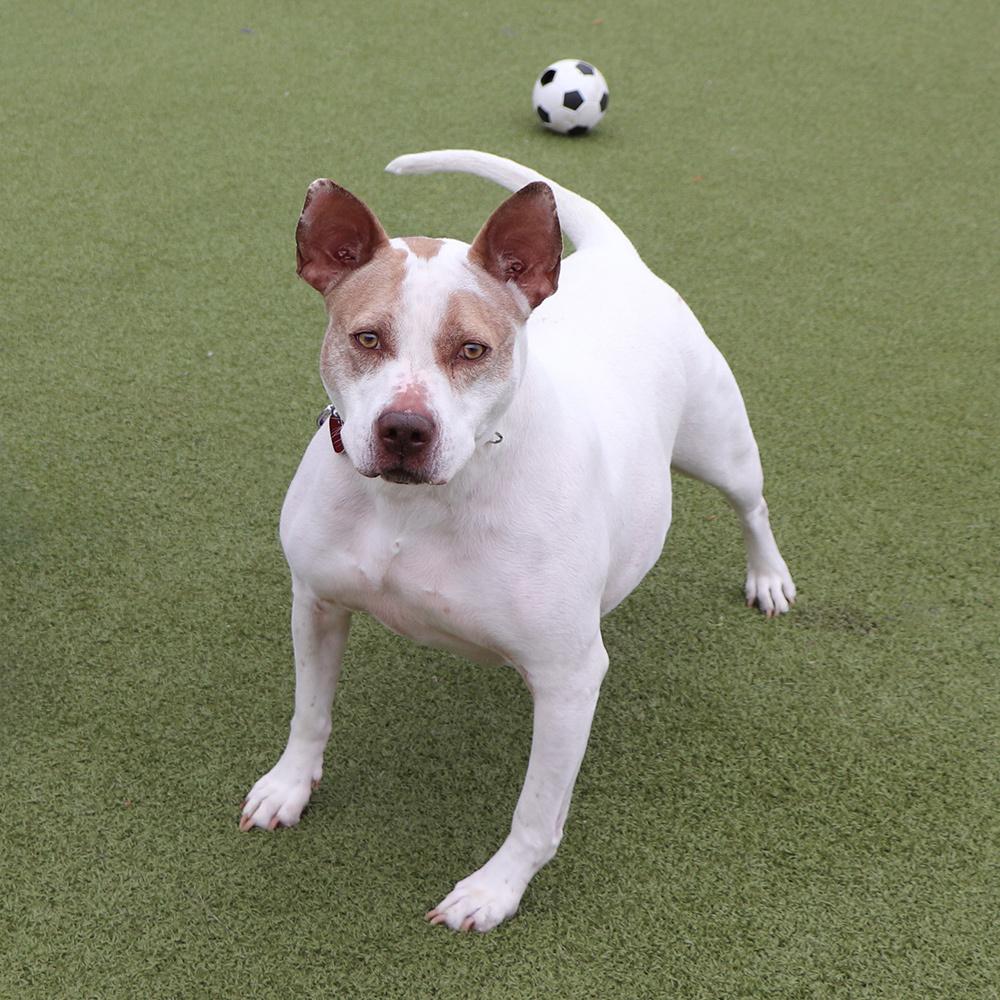 Sugar, a Adoptable mixed breed in Port Washington, NY image 1/5