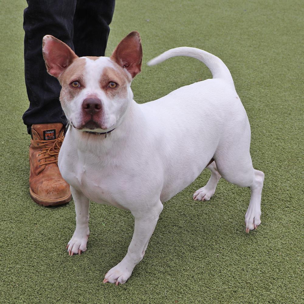 Sugar, a Adoptable mixed breed in Port Washington, NY image 2/5