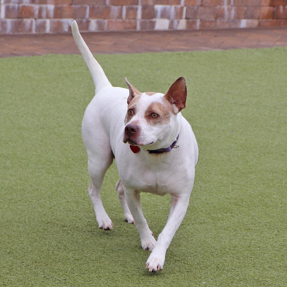 Sugar, a Adoptable mixed breed in Port Washington, NY image 3/5