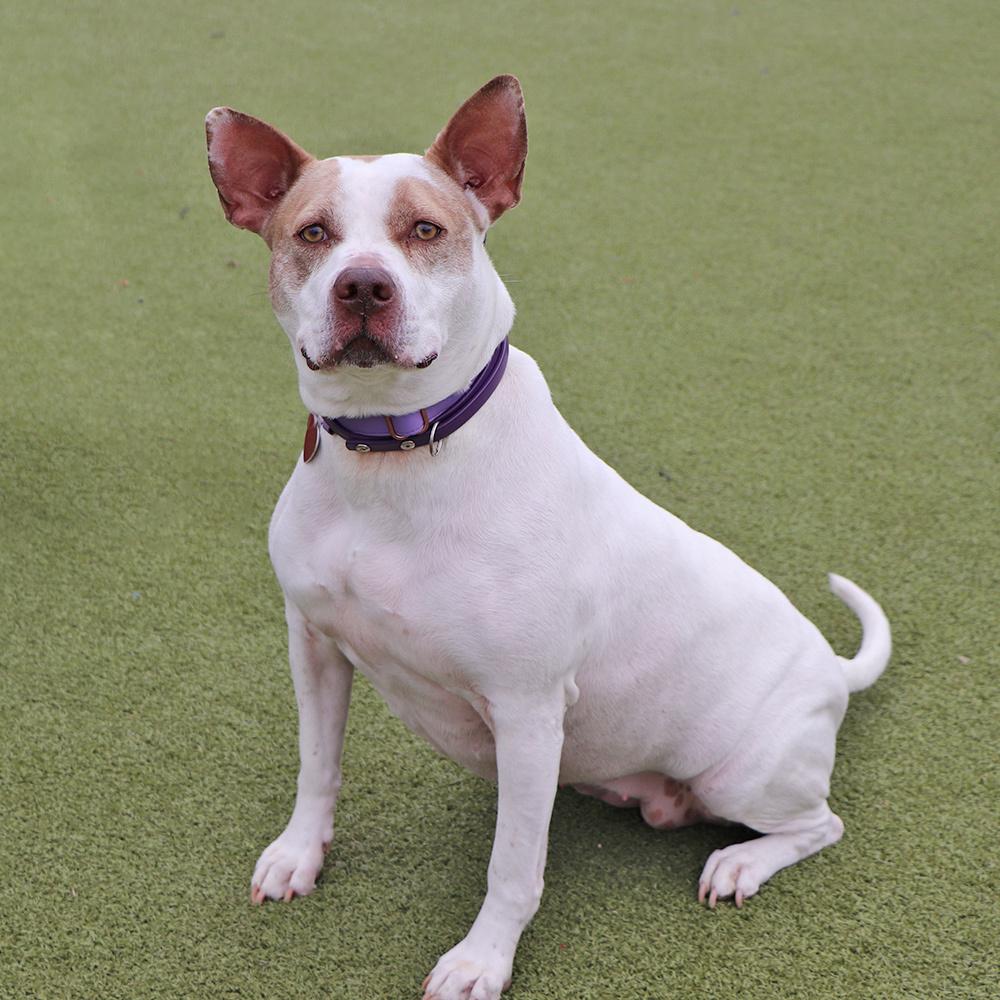 Sugar, a Adoptable mixed breed in Port Washington, NY image 4/5