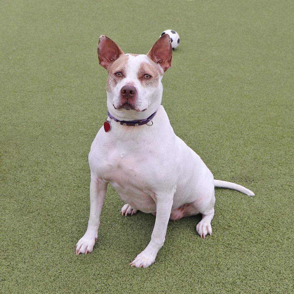 Sugar, a Adoptable mixed breed in Port Washington, NY image 5/5