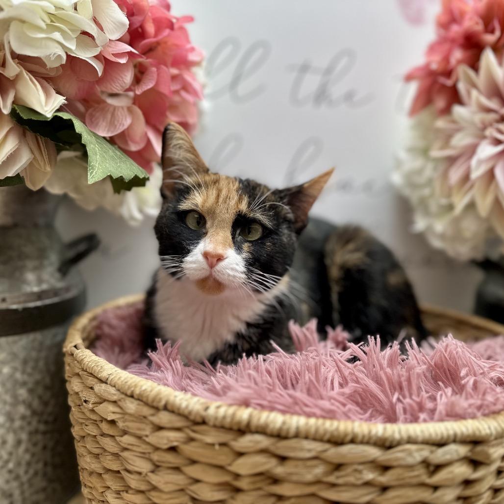 Marjorie, a Adoptable mixed breed in Newberg, OR image 2/4