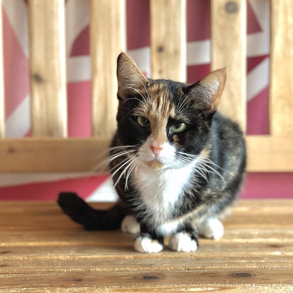 Marjorie, Adoptable, Adult Female Domestic Short Hair.