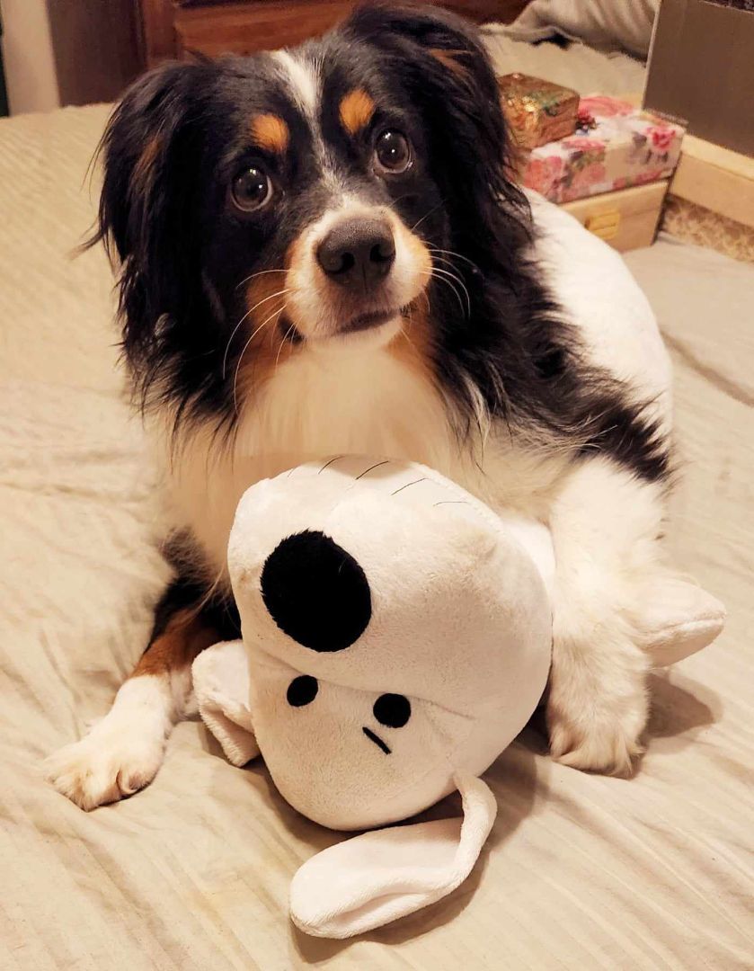 Enlarge Nikko, a Adoptable Australian Shepherd in Bartlett, TN image 1/6
