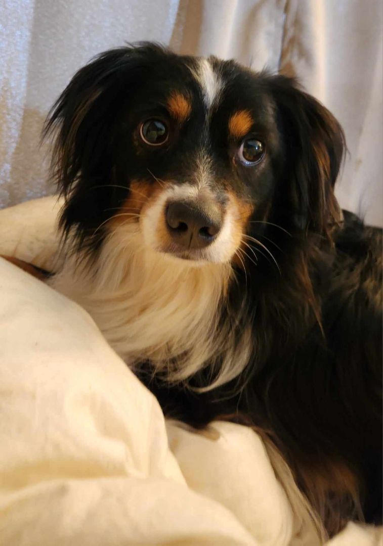 Enlarge Nikko, a Adoptable Australian Shepherd in Bartlett, TN image 2/6