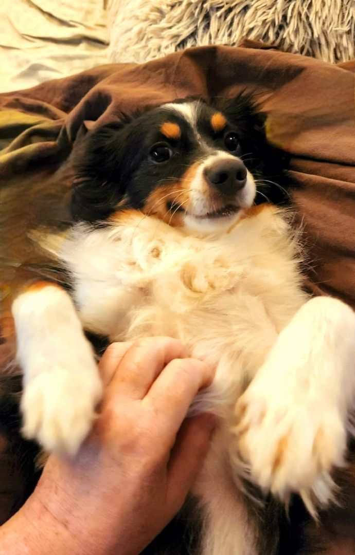 Enlarge Nikko, a Adoptable Australian Shepherd in Bartlett, TN image 3/6