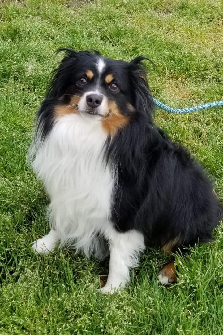 Enlarge Nikko, a Adoptable Australian Shepherd in Bartlett, TN image 4/6