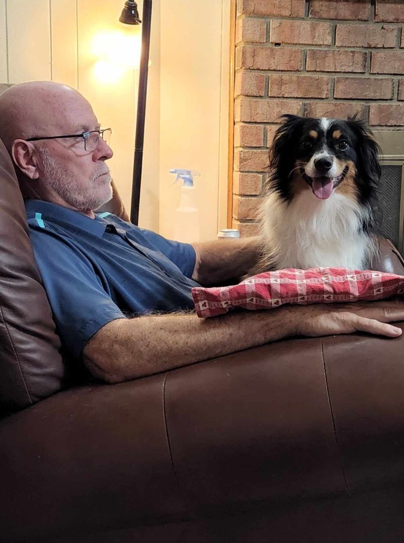 Enlarge Nikko, a Adoptable Australian Shepherd in Bartlett, TN image 5/6