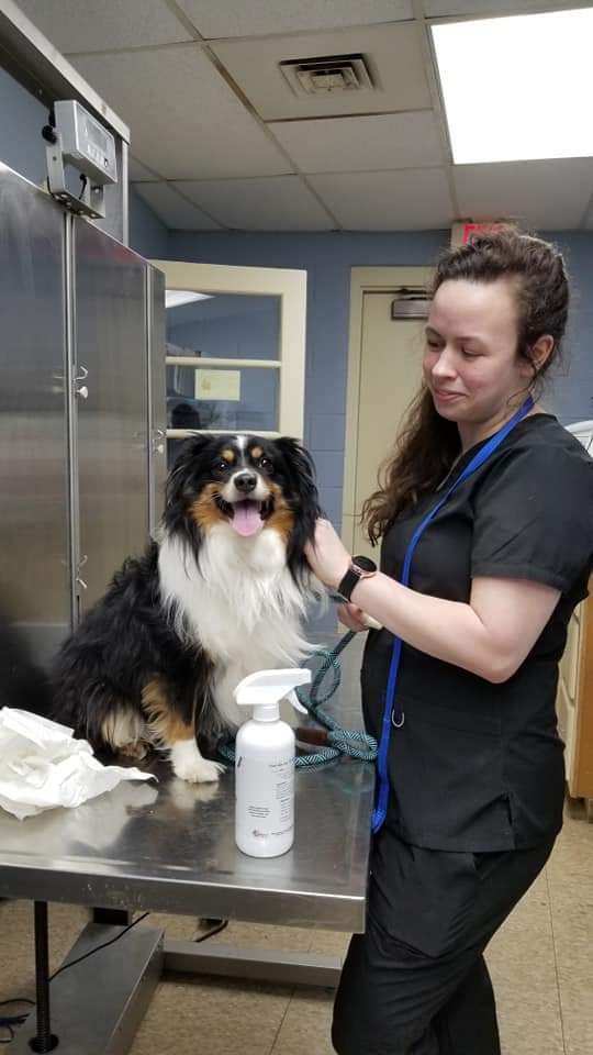 Enlarge Nikko, a Adoptable Australian Shepherd in Bartlett, TN image 6/6