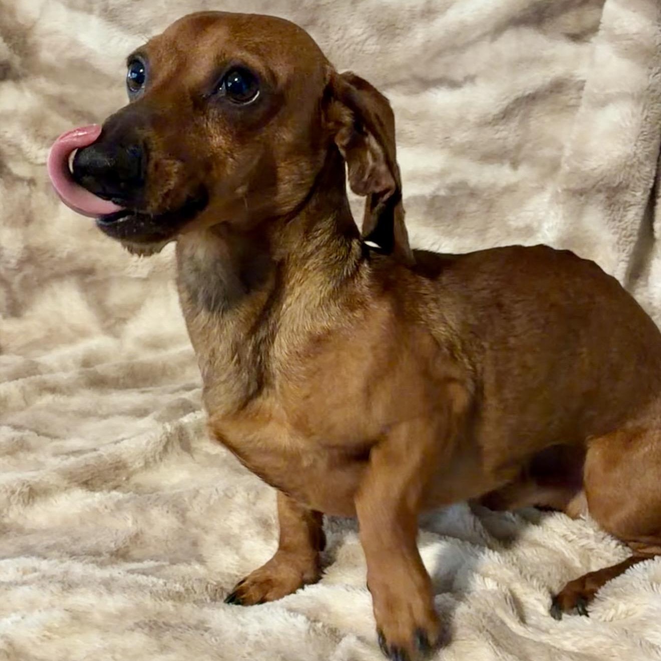 Beans, an adopted Dachshund in Pelham, NH image 2/6
