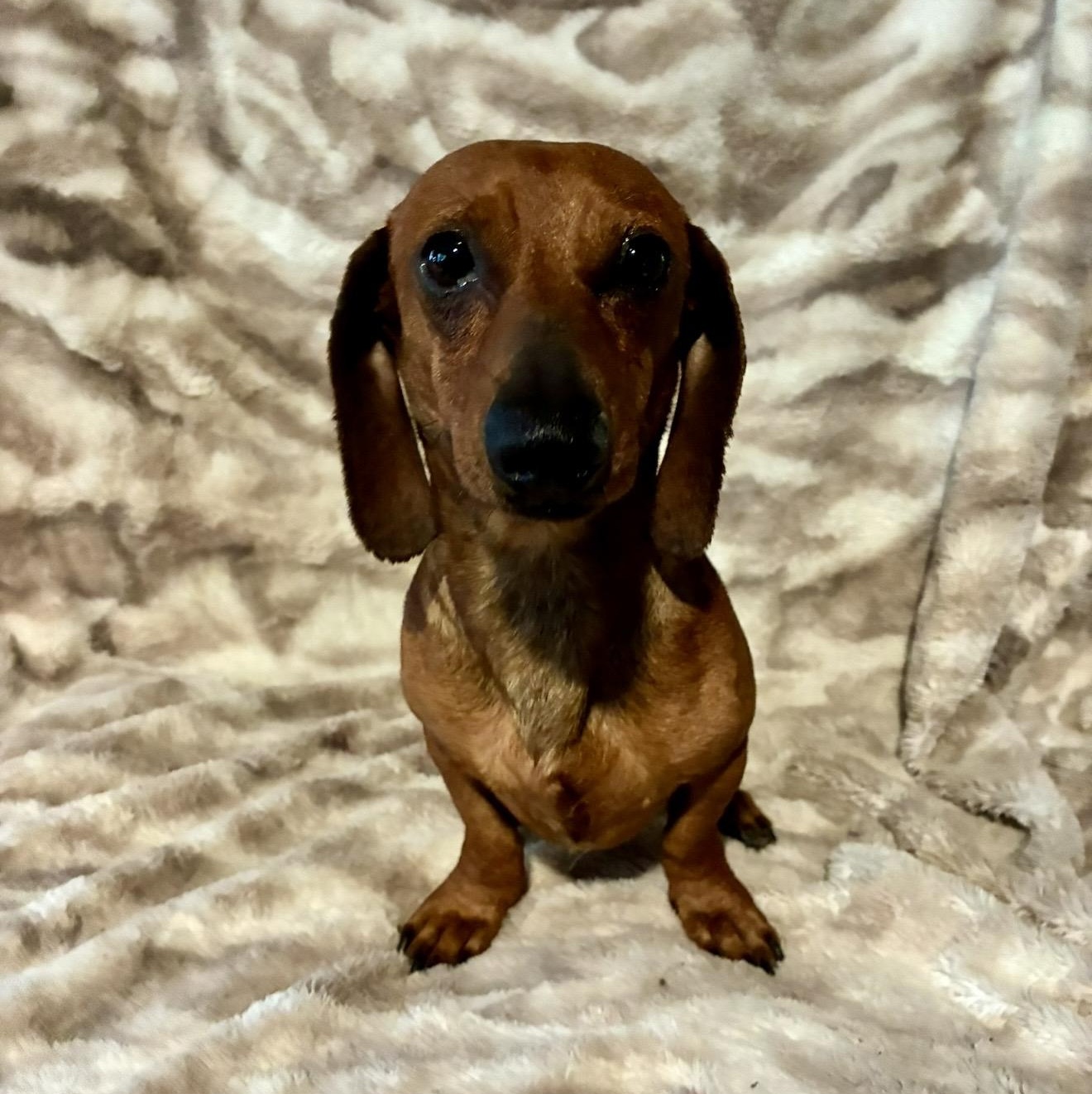 Beans, an adopted Dachshund in Pelham, NH image 1/6