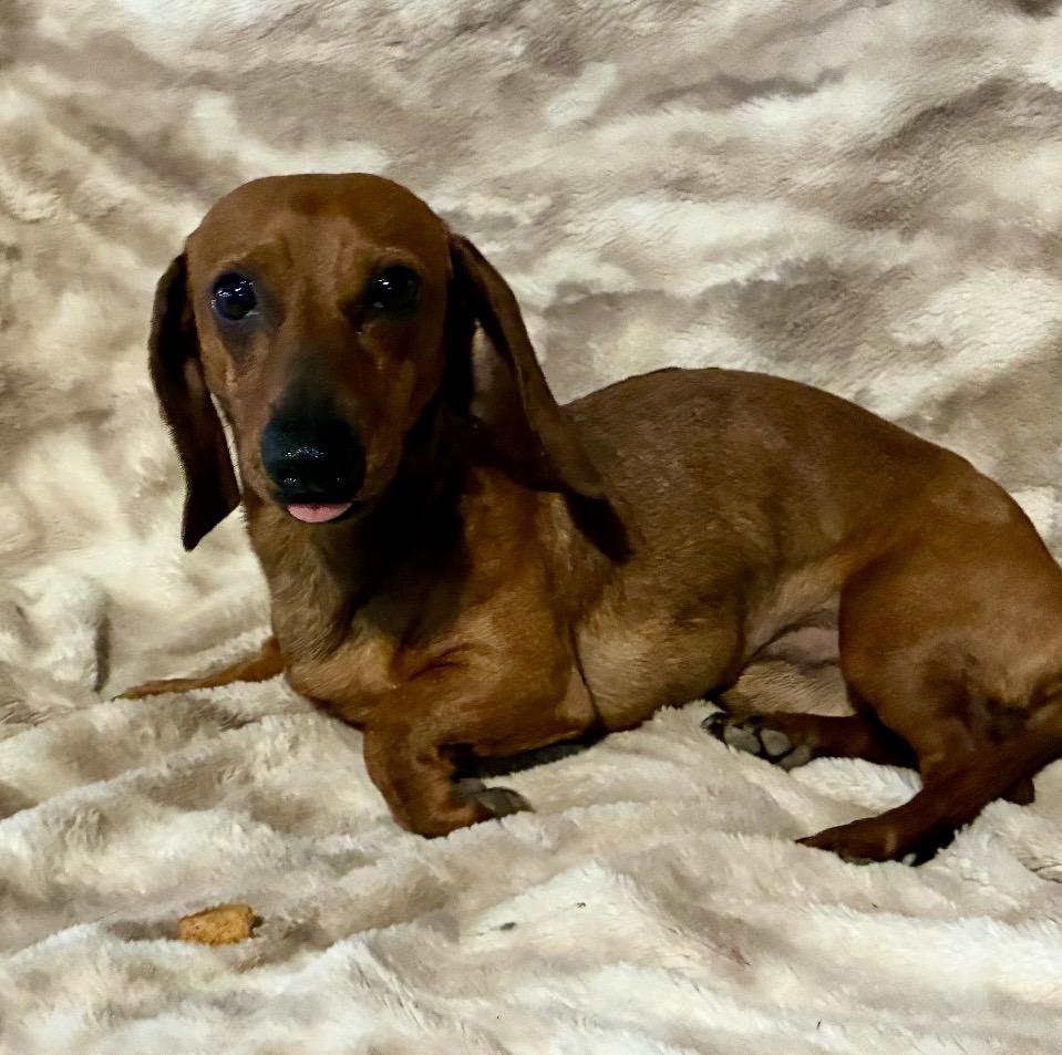 Beans, an adopted Dachshund in Pelham, NH image 5/6