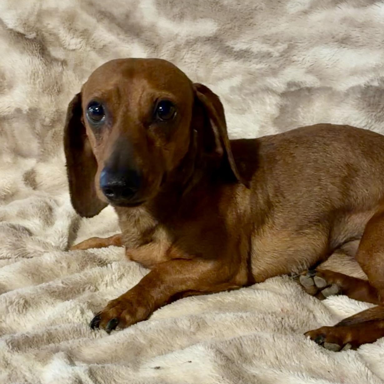 Beans, an adopted Dachshund in Pelham, NH image 4/6
