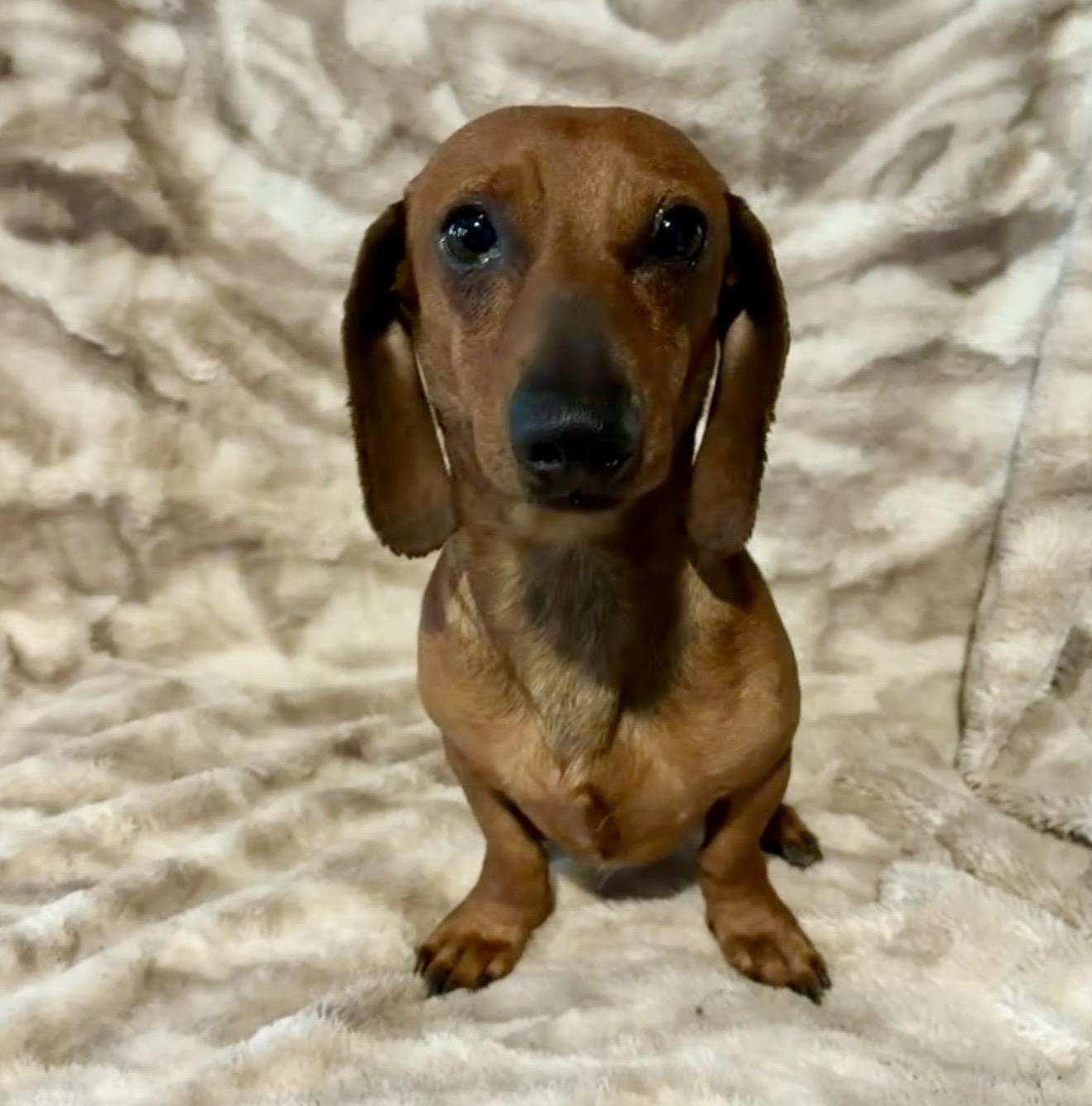 Beans, an adopted Dachshund in Pelham, NH image 6/6