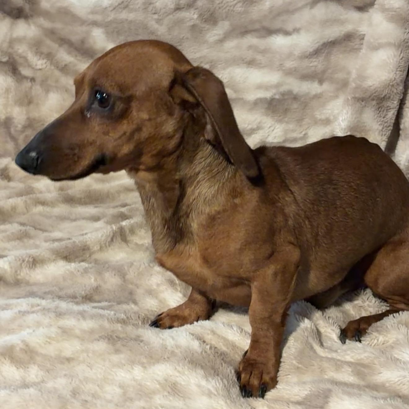 Beans, an adopted Dachshund in Pelham, NH image 3/6