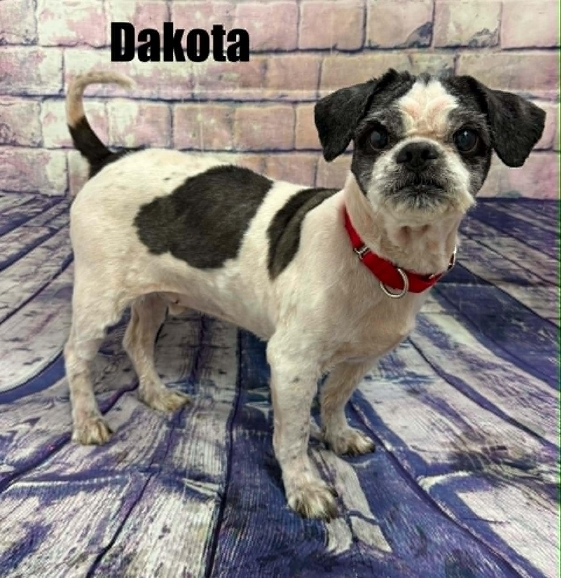 Enlarge Dakota, a Adoptable Shih Tzu in Quincy, MI image 2/2