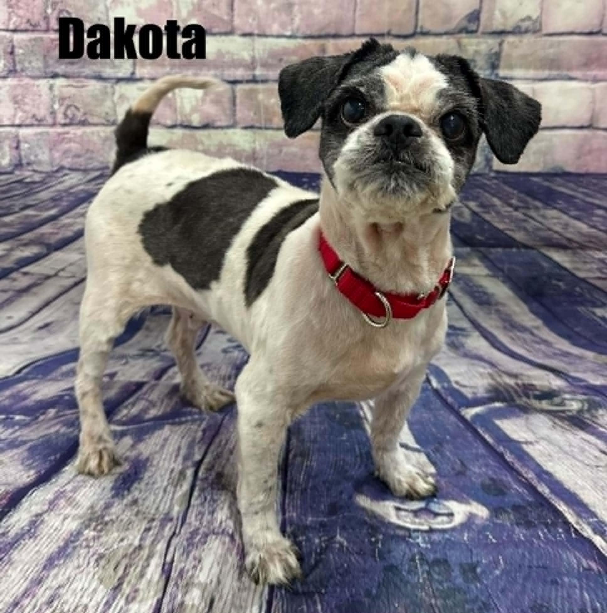 Dakota, Adoptable, Adult Male Shih Tzu.
