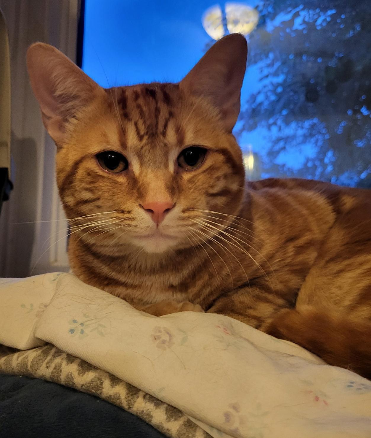 Enlarge AURELIUS and CYBÈLE (Bonded Pair), a Adoptable Domestic Short Hair in Scarborough, ON image 1/2