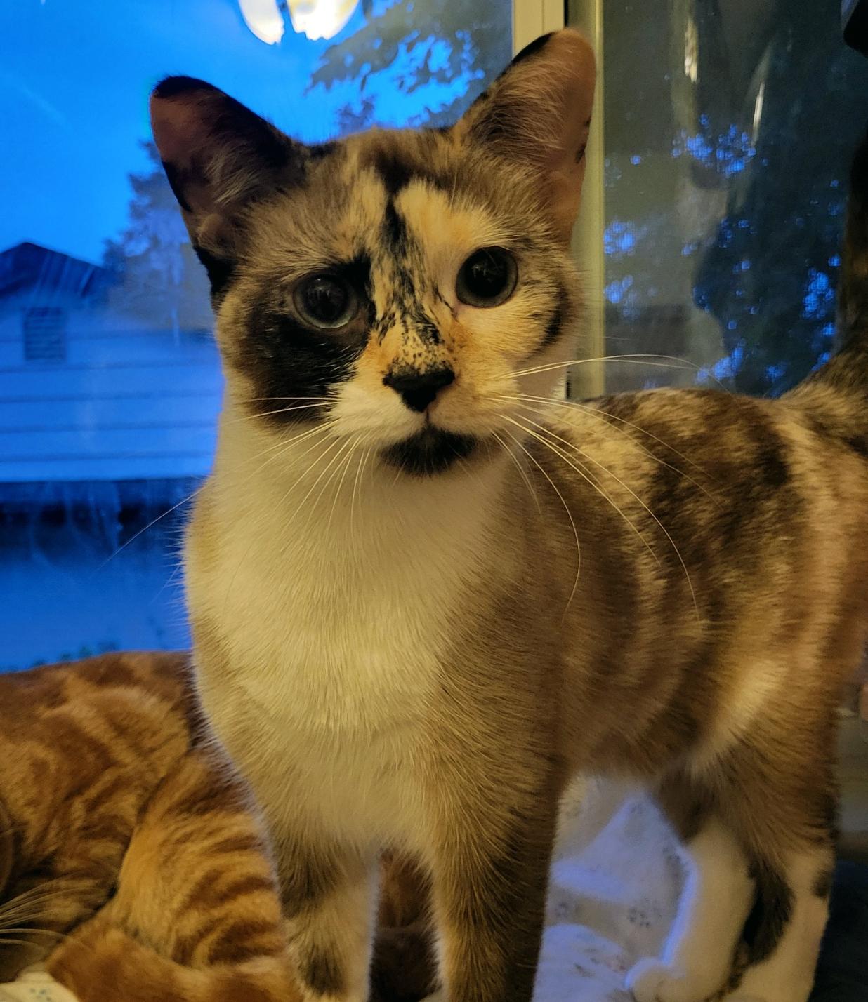 Enlarge AURELIUS and CYBÈLE (Bonded Pair), a Adoptable Domestic Short Hair in Scarborough, ON image 2/2