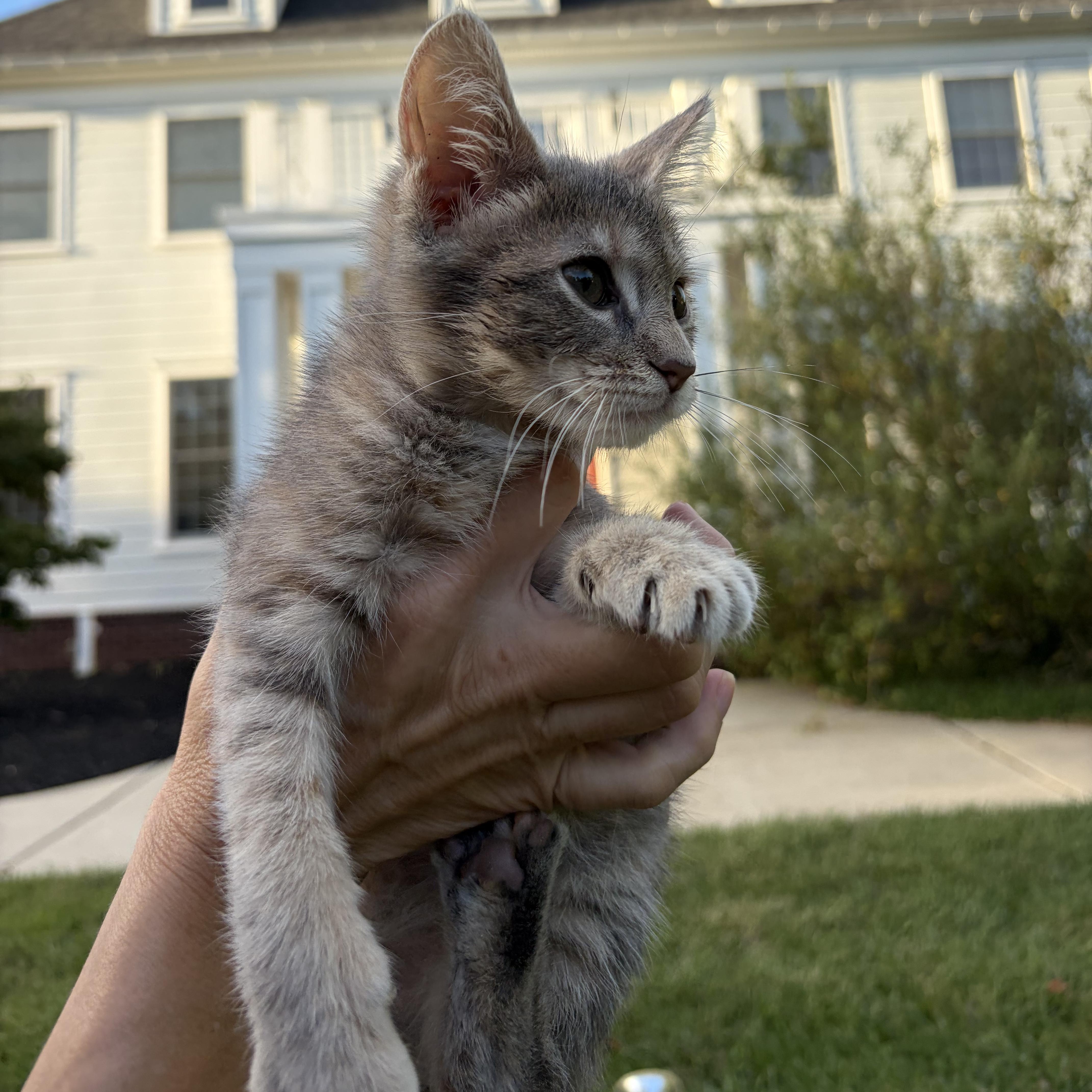 Tink, a ADOPTABLE Domestic Short Hair in Bordentown, NJ image 3/3