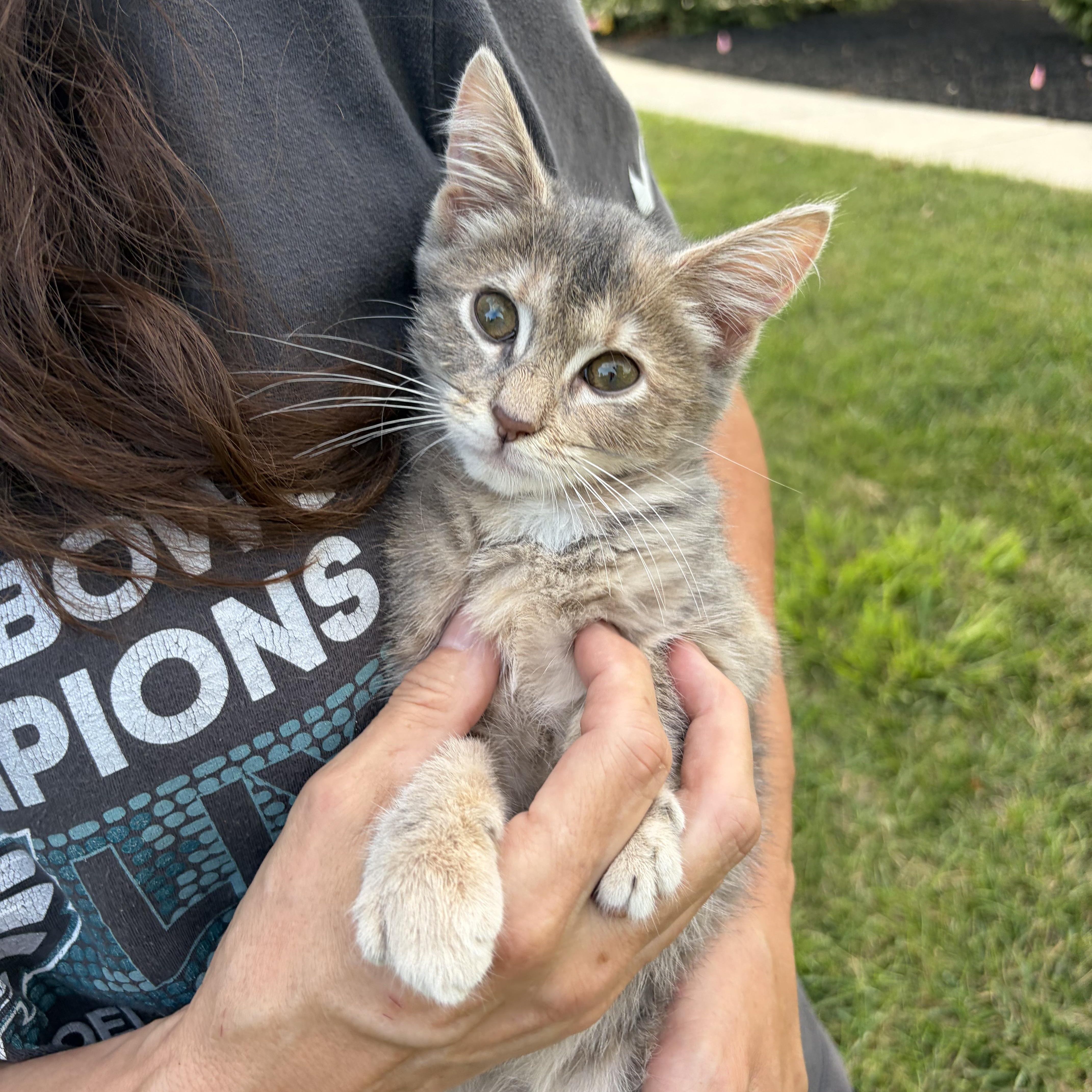 Tink, a ADOPTABLE Domestic Short Hair in Bordentown, NJ image 2/3