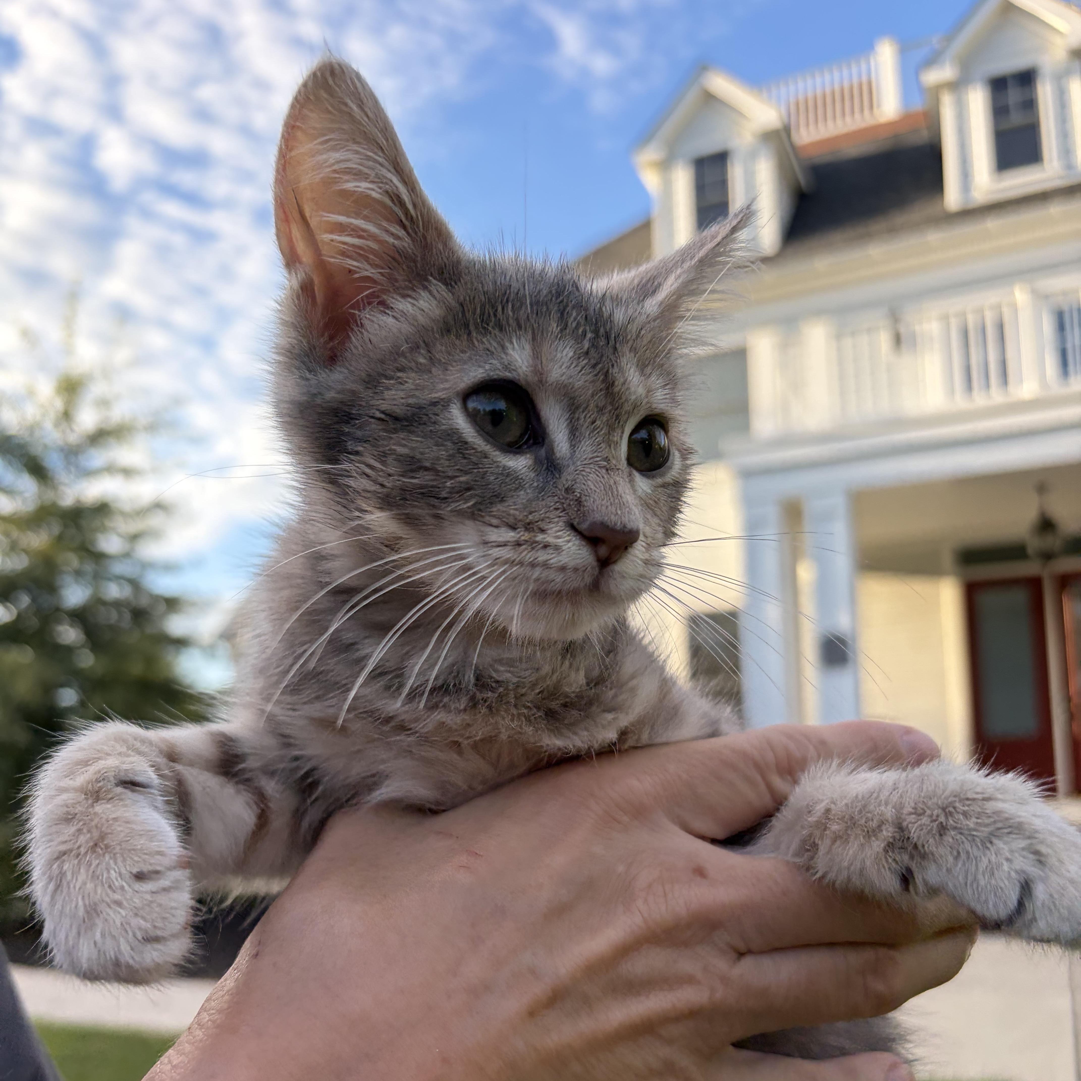 Tink, ADOPTABLE, Kitten Female Domestic Short Hair.
