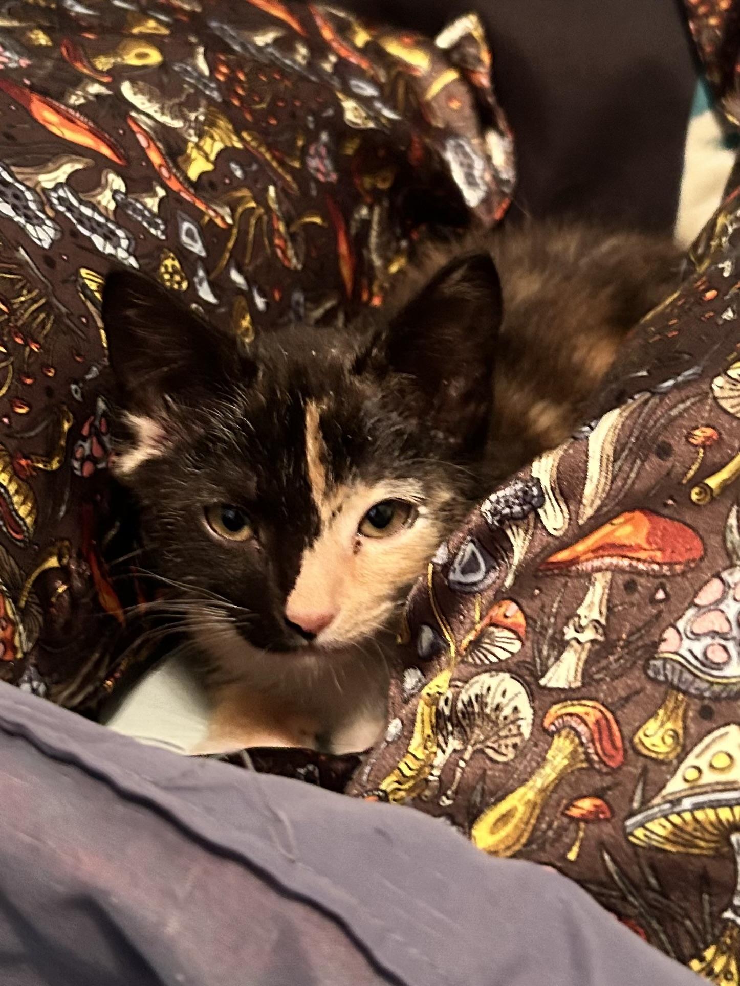 Cinderella, Adopted, Young Female Domestic Short Hair.