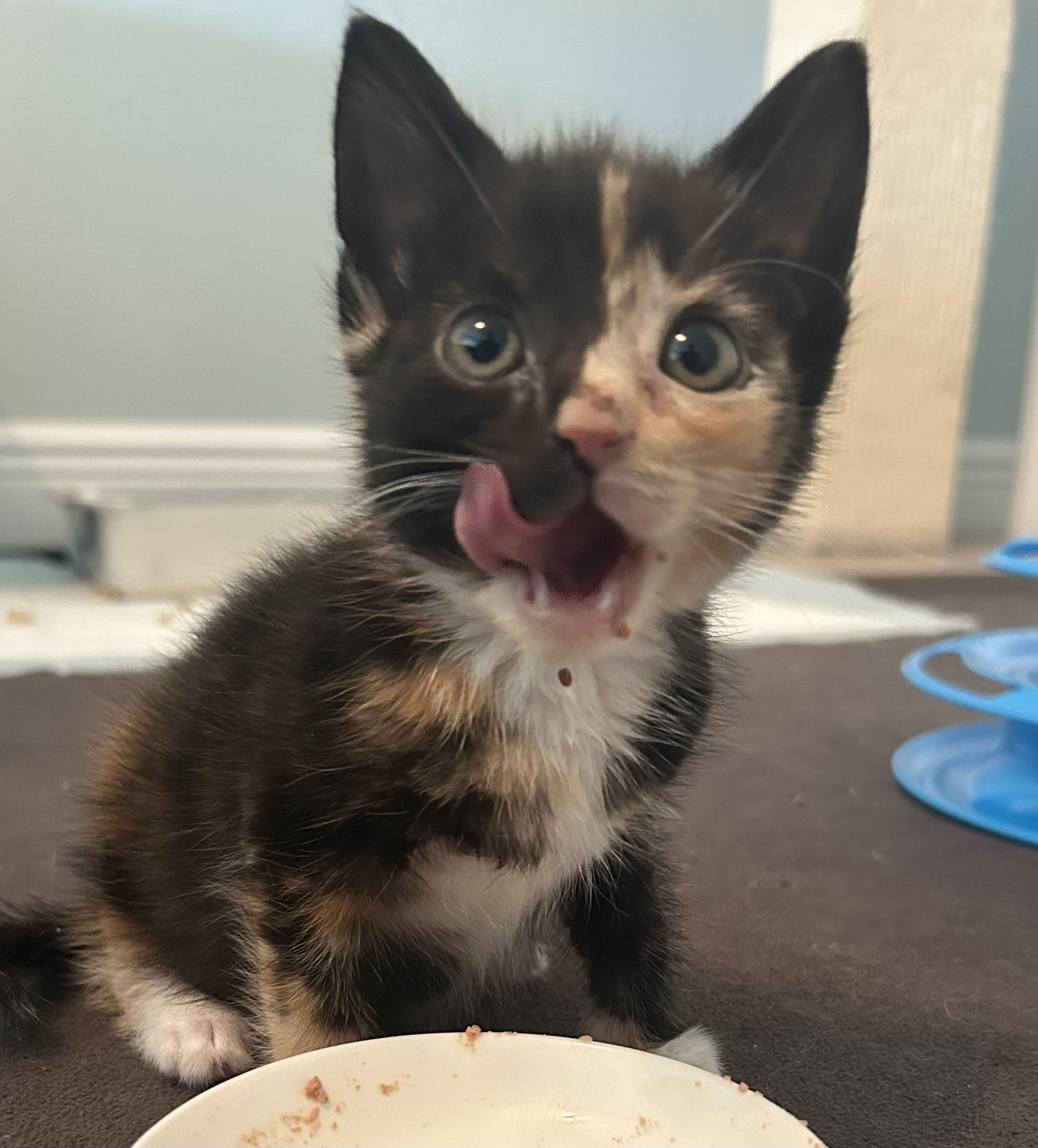 Enlarge Cinderella, a Adopted Domestic Short Hair in St Petersburg, FL image 2/6