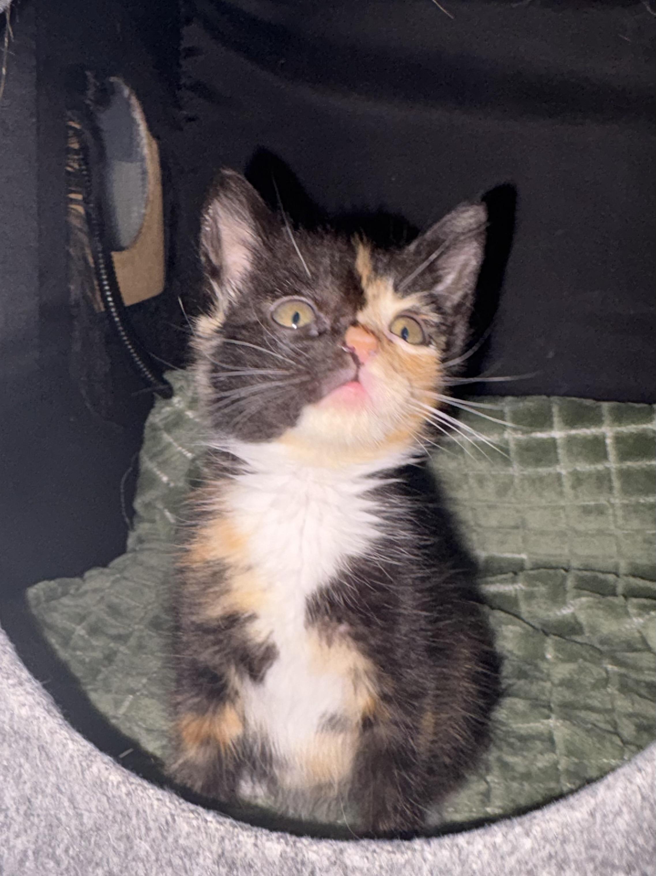 Enlarge Cinderella, a Adopted Domestic Short Hair in St Petersburg, FL image 4/6