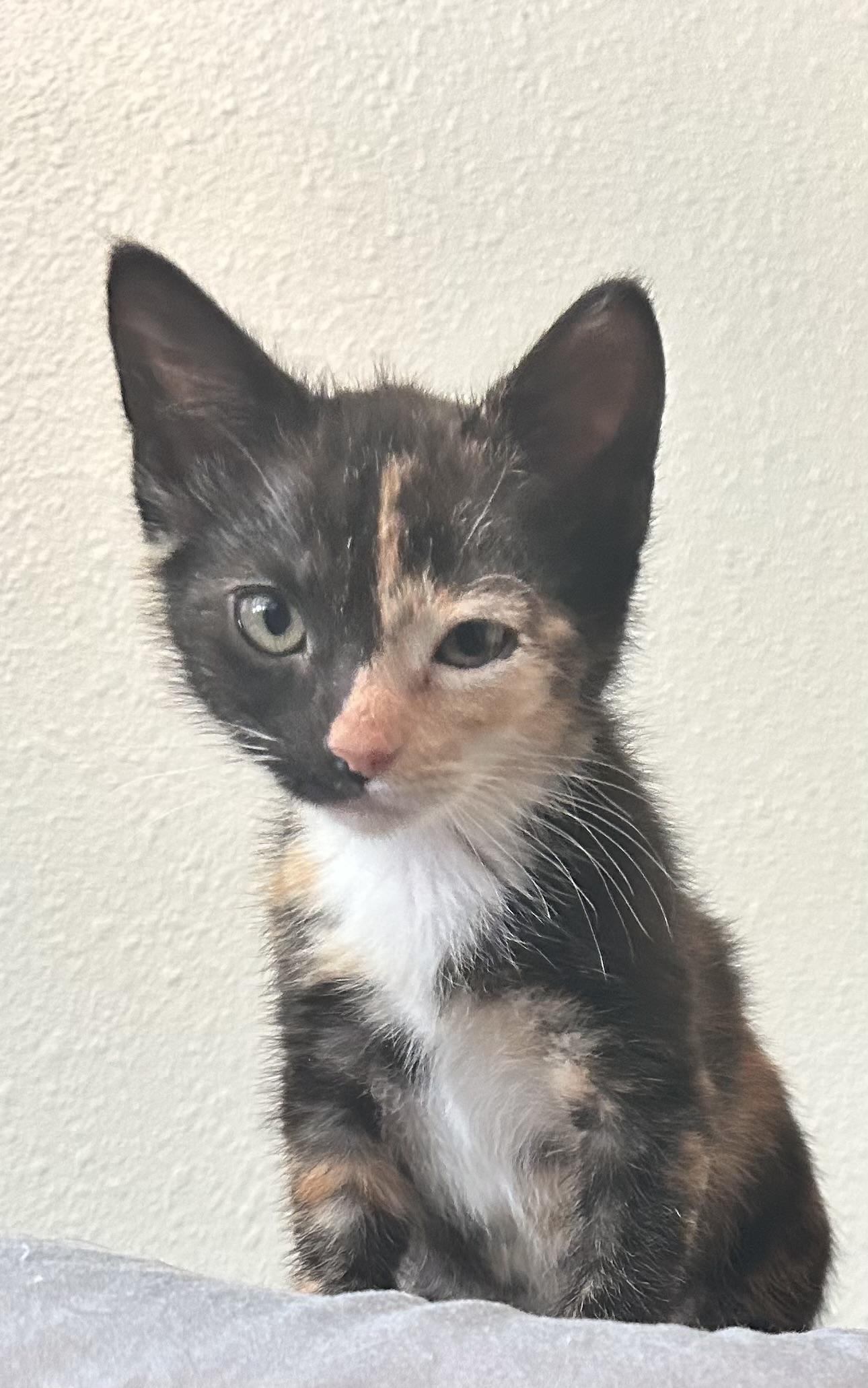 Enlarge Cinderella, a Adopted Domestic Short Hair in St Petersburg, FL image 5/6