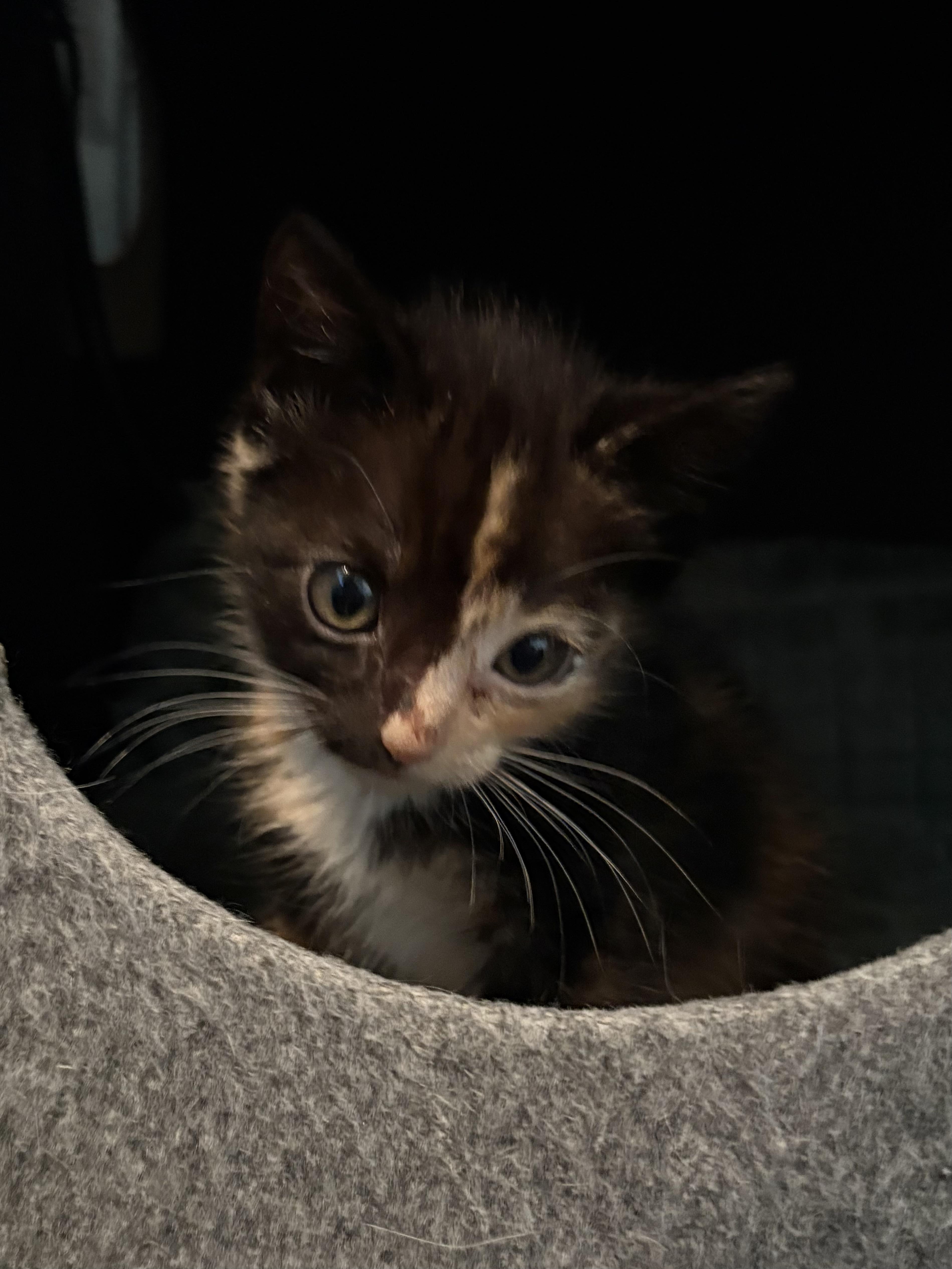 Enlarge Cinderella, a Adopted Domestic Short Hair in St Petersburg, FL image 6/6