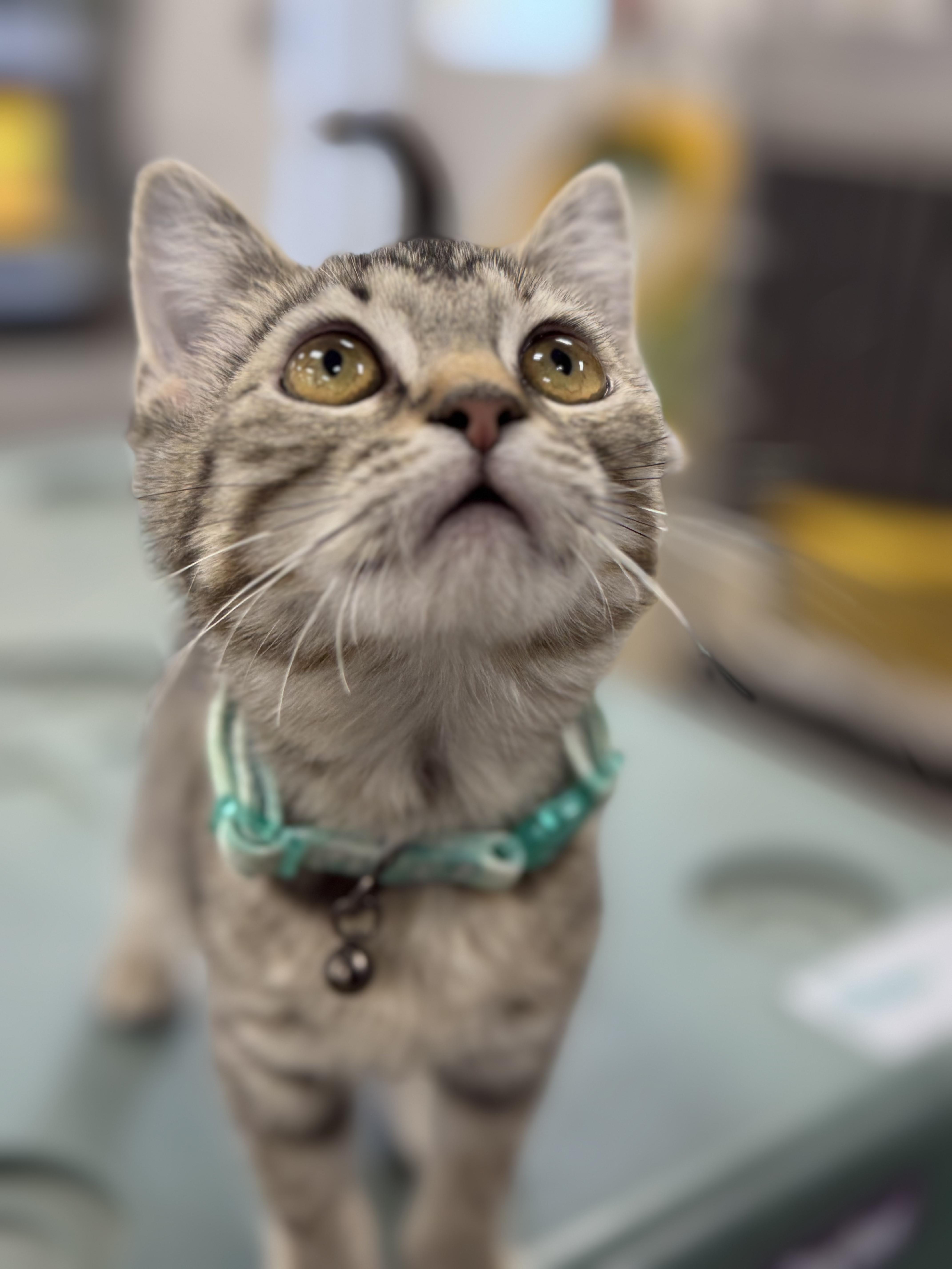 Enlarge MARY, a Adoptable mixed breed in Ashland, OH image 5/6