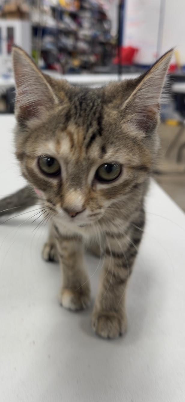 Enlarge MARY, a Adoptable mixed breed in Ashland, OH image 3/6