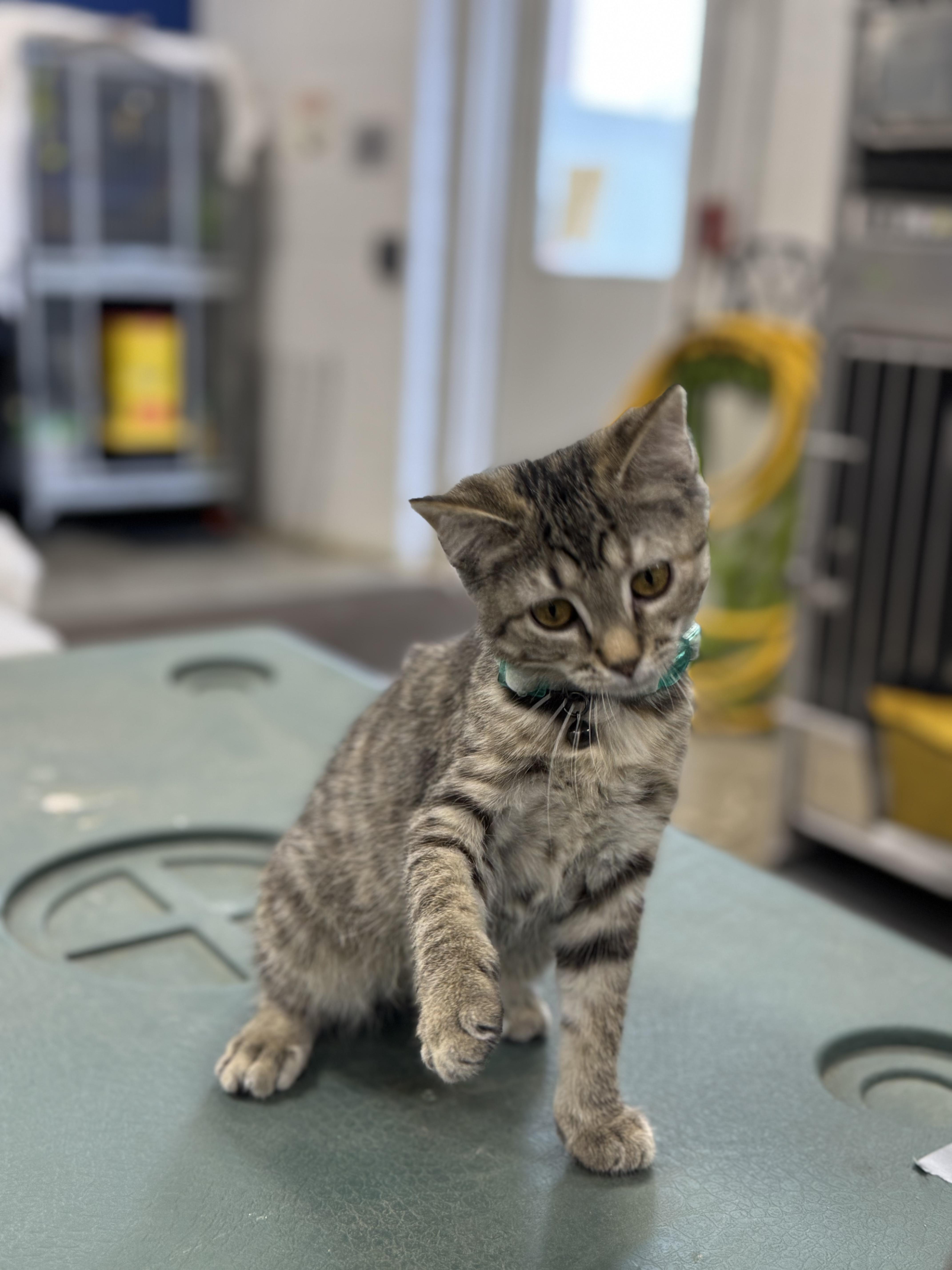 MARY, Adoptable, Kitten Female Domestic Short Hair & Tabby.