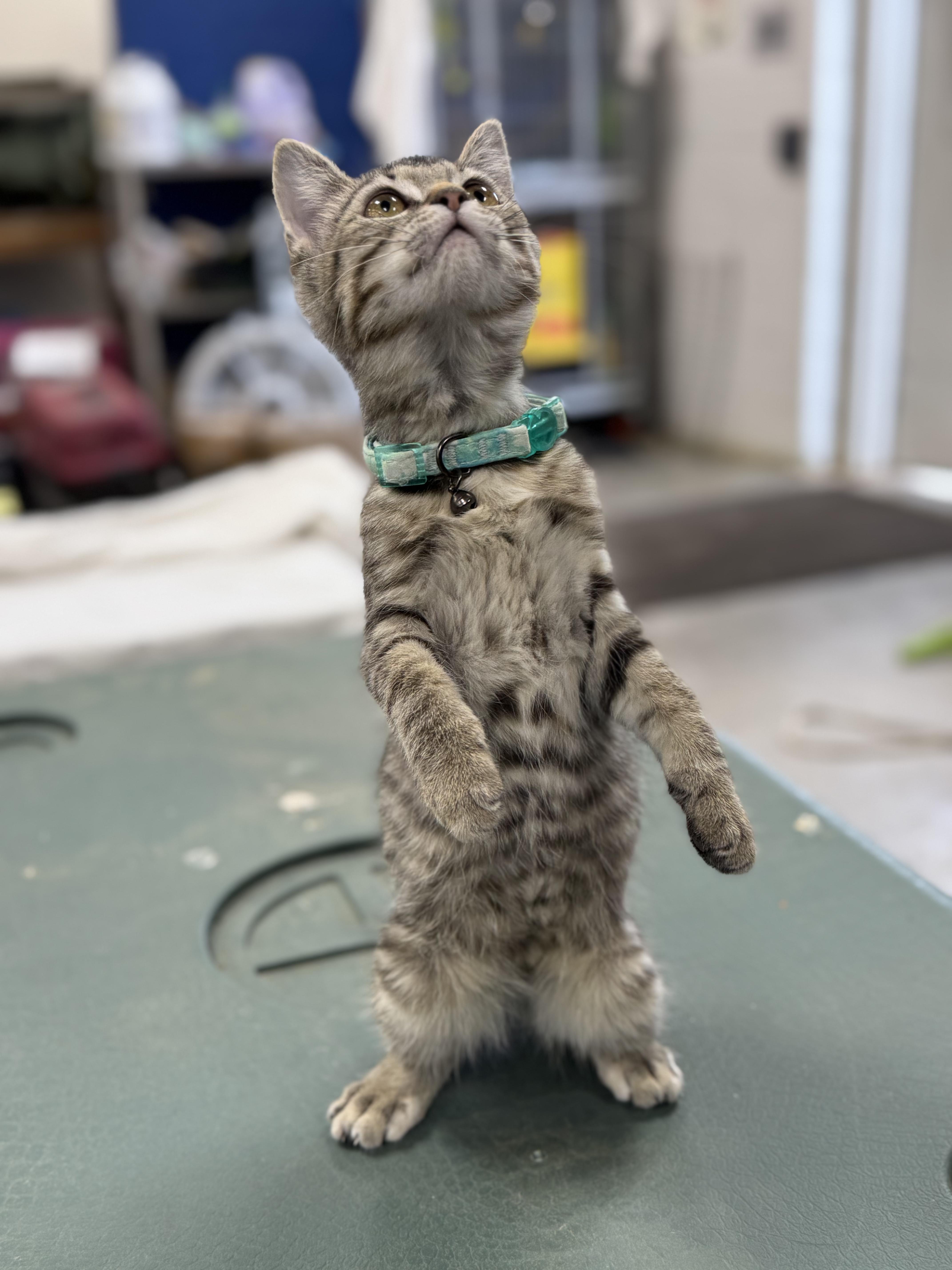 Enlarge MARY, a Adoptable mixed breed in Ashland, OH image 2/6