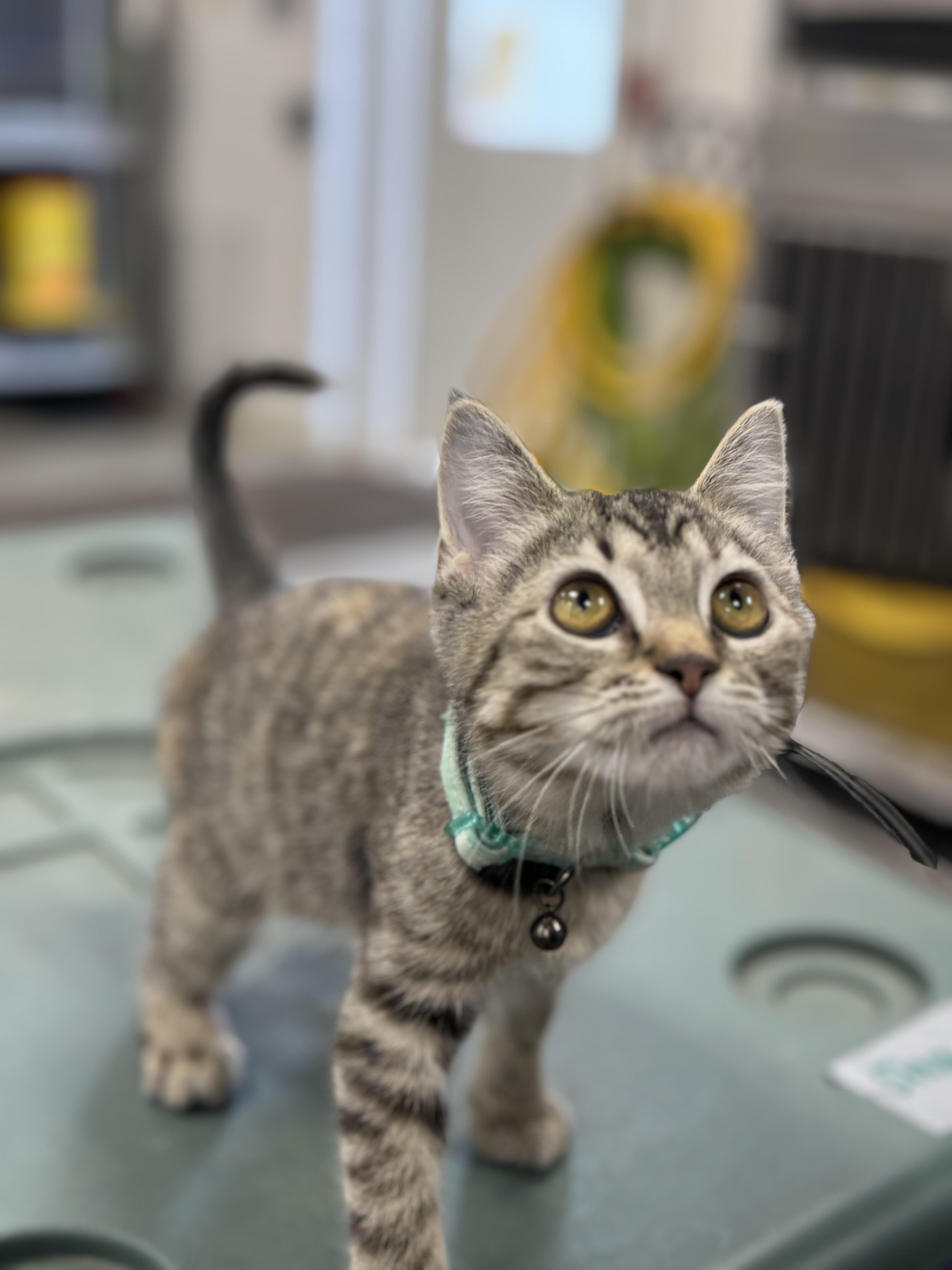 Enlarge MARY, a Adoptable mixed breed in Ashland, OH image 6/6