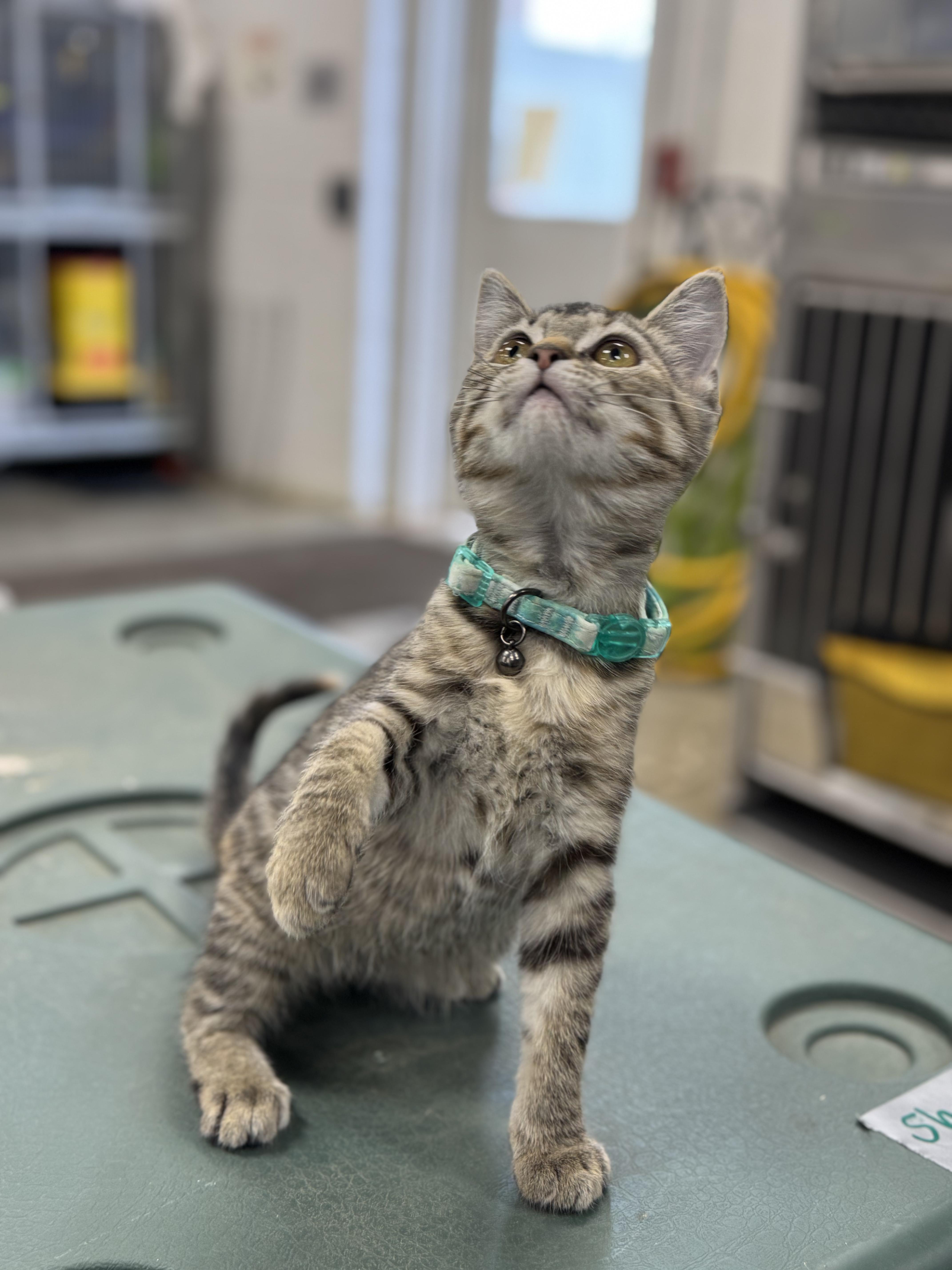 Enlarge MARY, a Adoptable mixed breed in Ashland, OH image 4/6