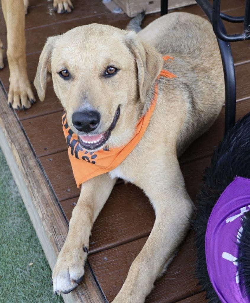 Enlarge Buck, a ADOPTABLE mixed breed in Mobile, AL image 3/3