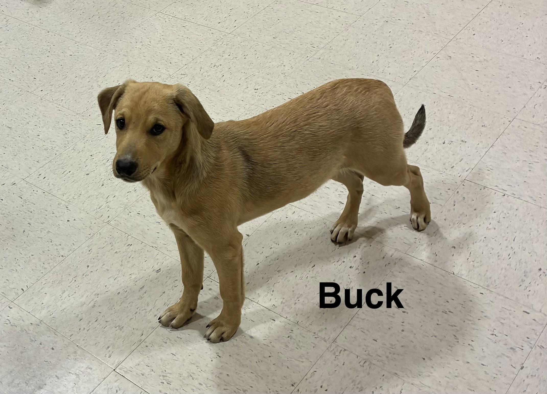 Enlarge Buck, a ADOPTABLE mixed breed in Mobile, AL image 2/3