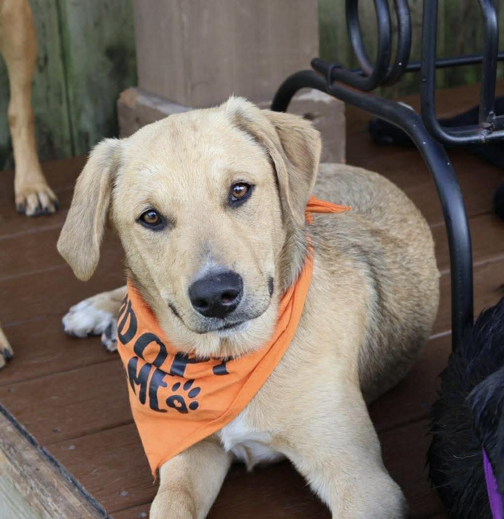 Enlarge Buck, a ADOPTABLE mixed breed in Mobile, AL image 1/3