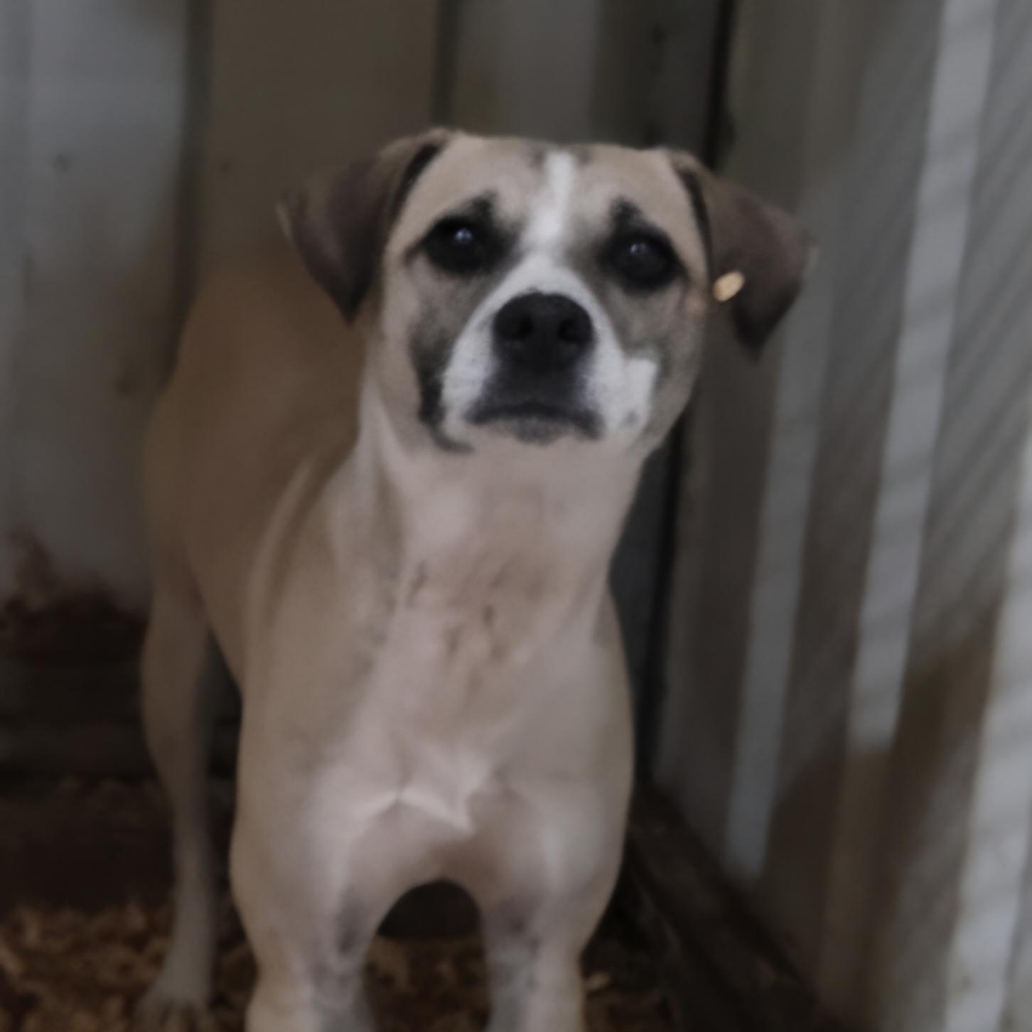 Harvey, adopted, Adult Male Jack Russell Terrier & Redbone Coonhound.