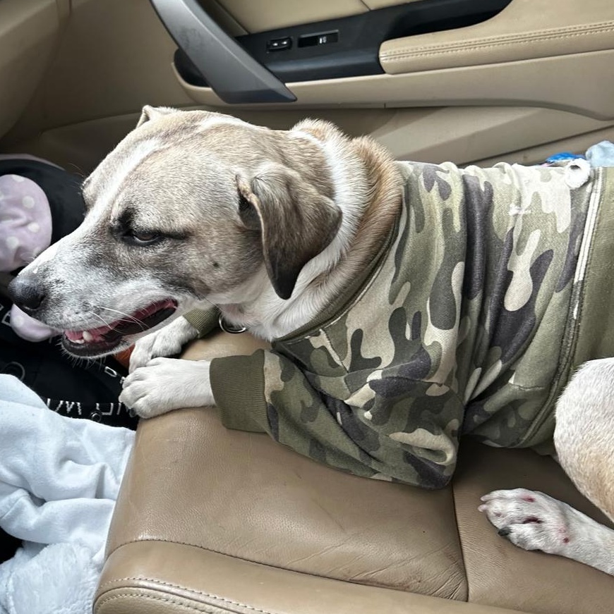 Harvey, an adopted mixed breed in Durant, OK image 2/2