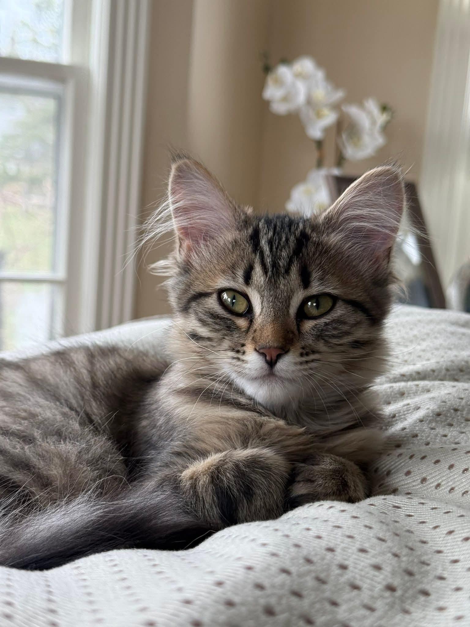 Enlarge Pixie, a Adoptable mixed breed in Bay City, MI image 1/1