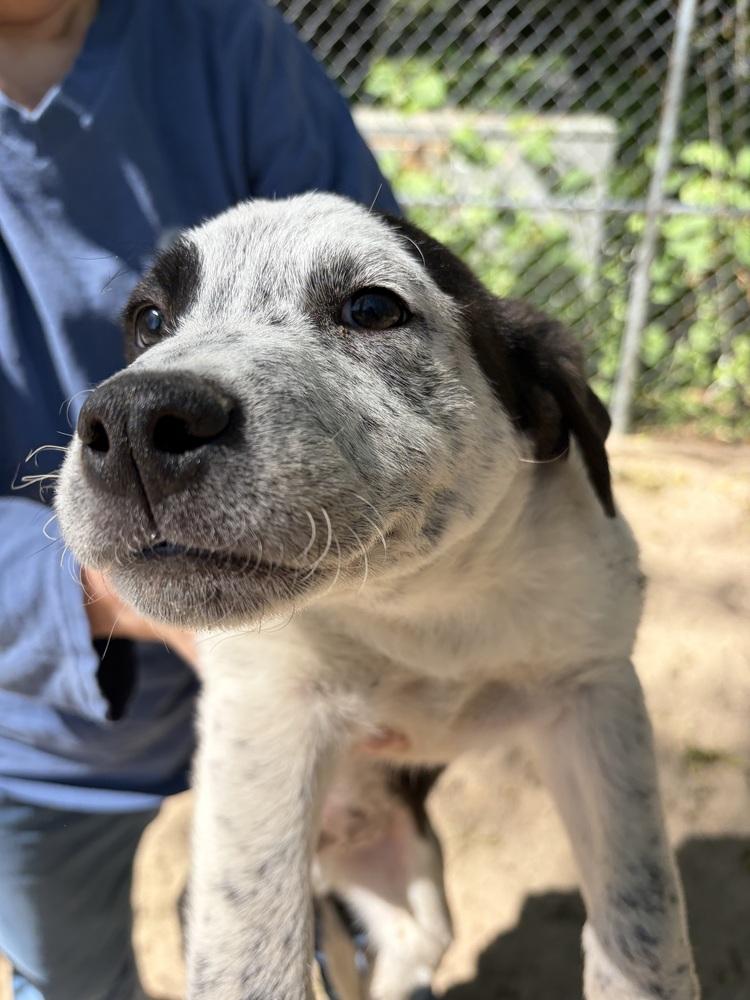 AAD New Arrival! Reef - 26072, Adoptable, Puppy Male Cattle Dog & Pit Bull Terrier.