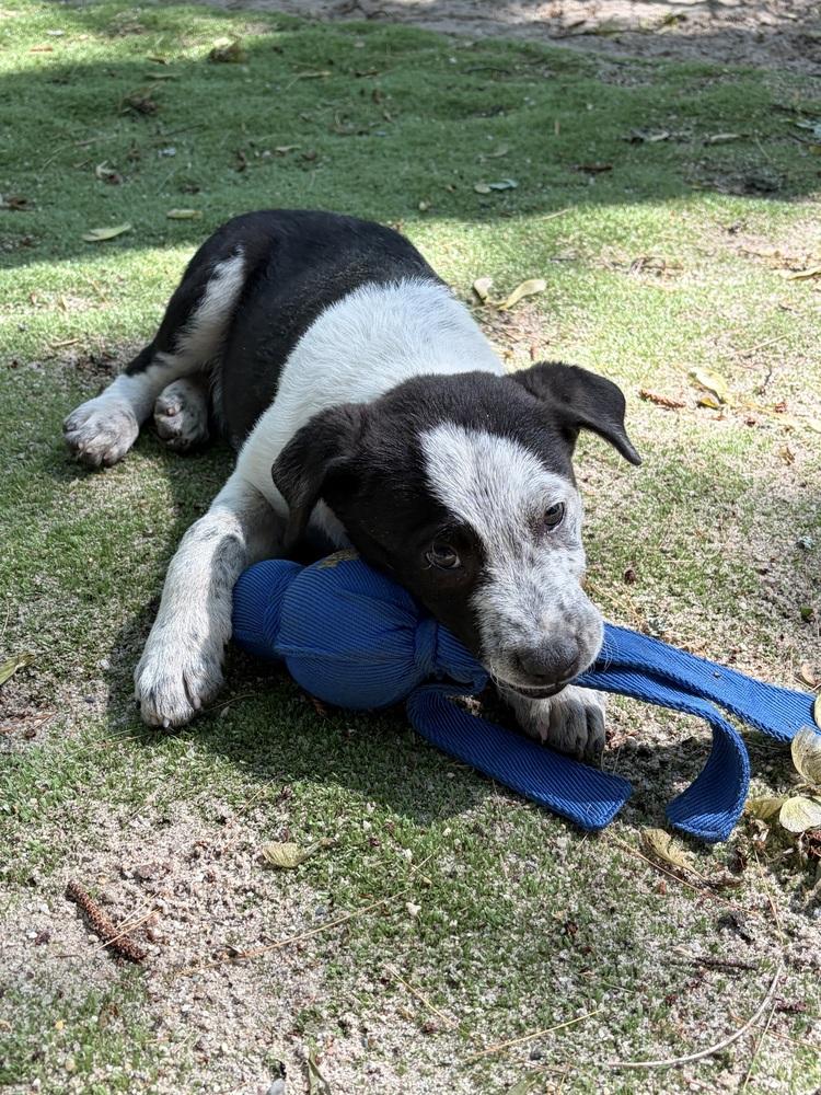 Enlarge AAD New Arrival! Reef - 26072, a Adoptable mixed breed in Armonk, NY image 2/6