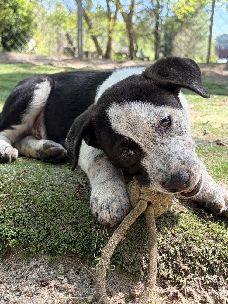 Enlarge AAD New Arrival! Reef - 26072, a Adoptable mixed breed in Armonk, NY image 3/6