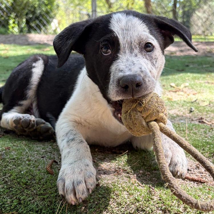 Enlarge AAD New Arrival! Reef - 26072, a Adoptable mixed breed in Armonk, NY image 4/6