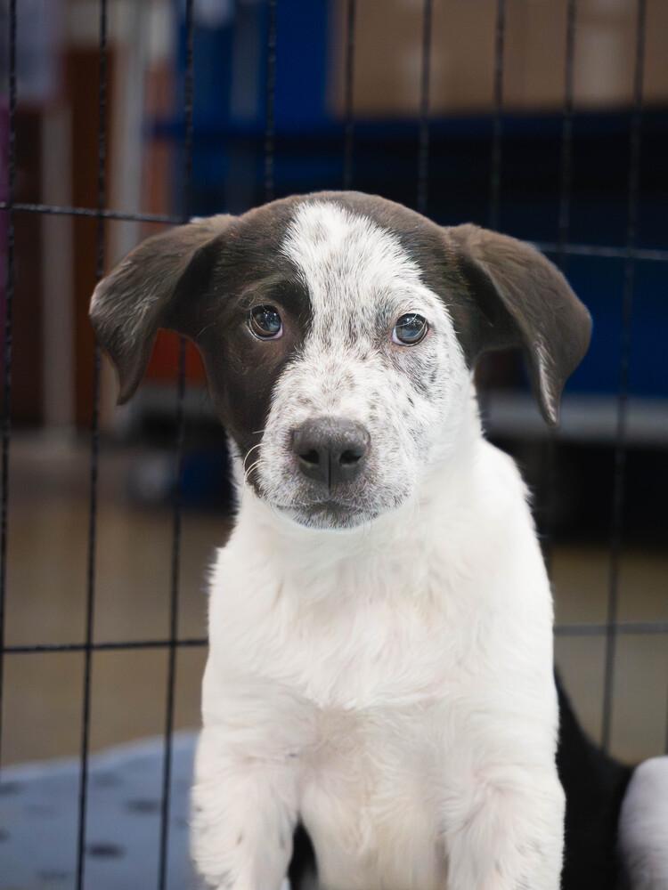 Enlarge AAD New Arrival! Reef - 26072, a Adoptable mixed breed in Armonk, NY image 5/6